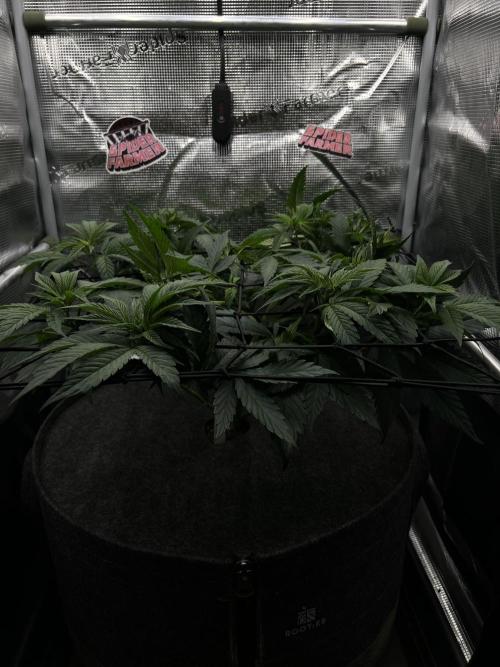 FastBuds - Tropicana Cookies FF. Week 5