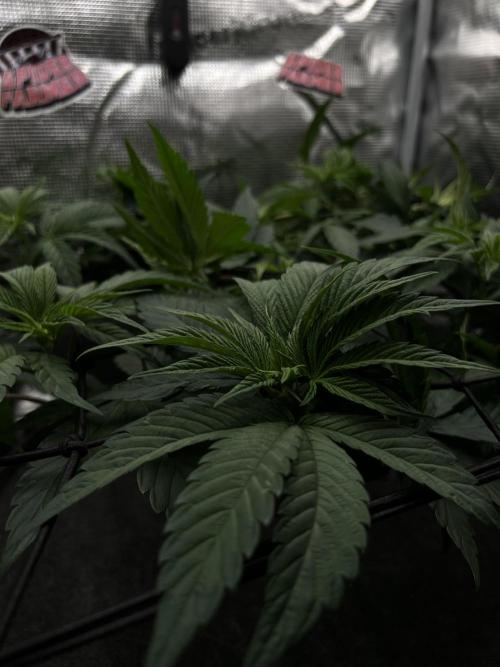 FastBuds - Tropicana Cookies FF. Week 5
