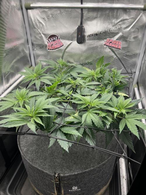 FastBuds - Tropicana Cookies FF. Week 5