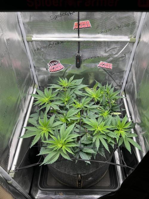 FastBuds - Tropicana Cookies FF. Week 5