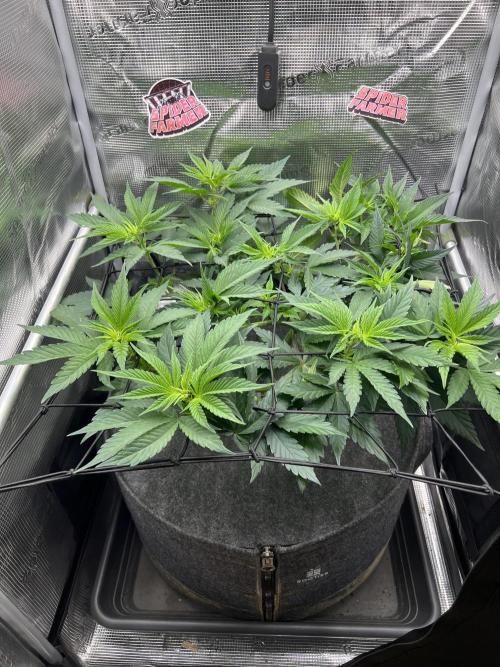 FastBuds - Tropicana Cookies FF. Week 5