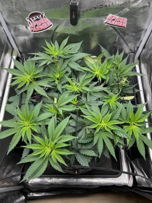 FastBuds - Tropicana Cookies FF. Week 5