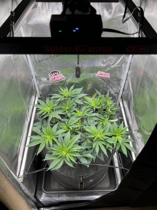 FastBuds - Tropicana Cookies FF. Week 5