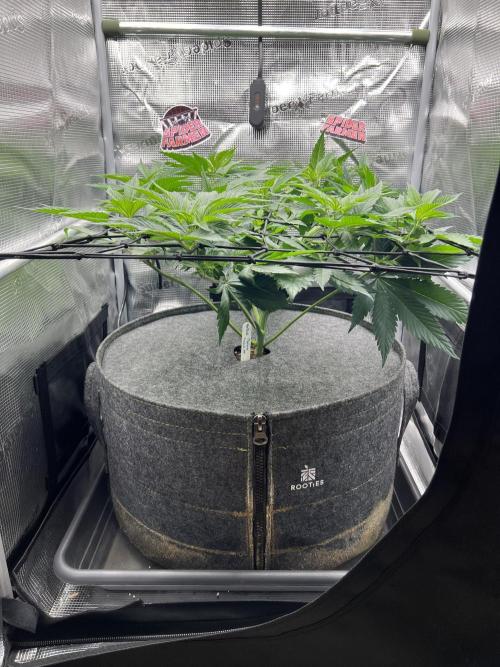 FastBuds - Tropicana Cookies FF. Week 5