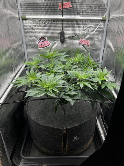 FastBuds - Tropicana Cookies FF. Week 5
