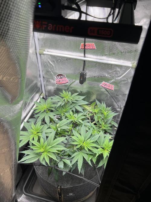 FastBuds - Tropicana Cookies FF. Week 5