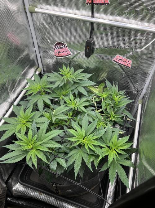 FastBuds - Tropicana Cookies FF. Week 5
