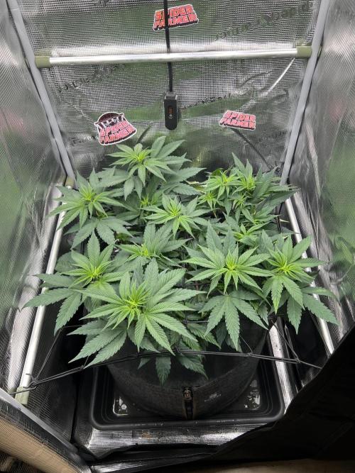 FastBuds - Tropicana Cookies FF. Week 5