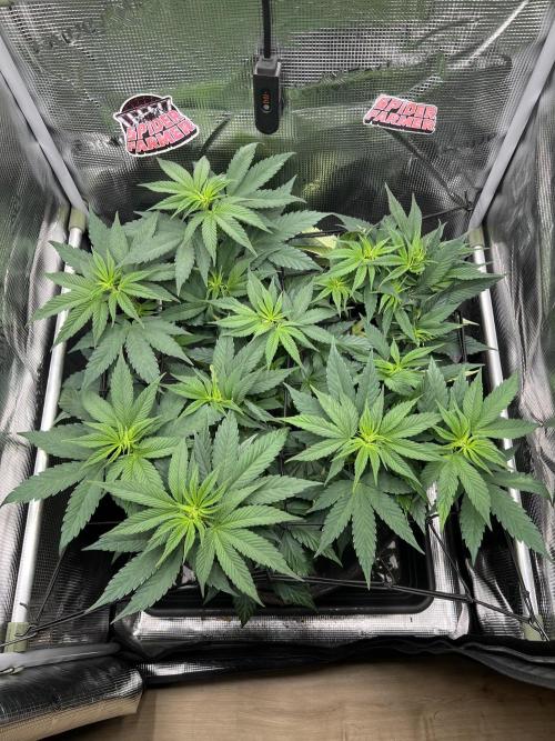 FastBuds - Tropicana Cookies FF. Week 5