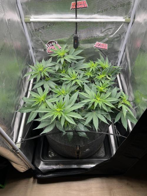 FastBuds - Tropicana Cookies FF. Week 6