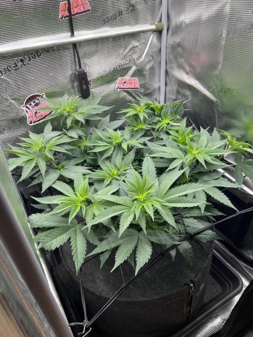 FastBuds - Tropicana Cookies FF. Week 6