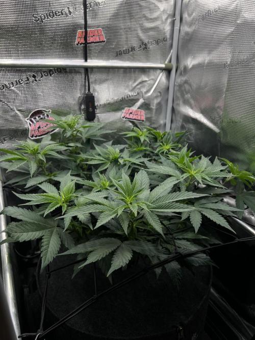 FastBuds - Tropicana Cookies FF. Week 6
