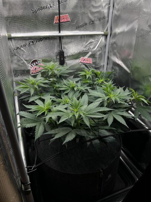 FastBuds - Tropicana Cookies FF. Week 6