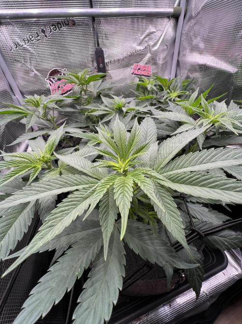 FastBuds - Tropicana Cookies FF. Week 6