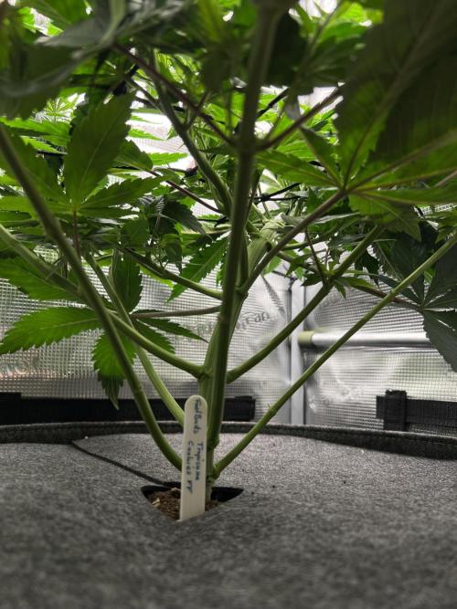 FastBuds - Tropicana Cookies FF. Week 6