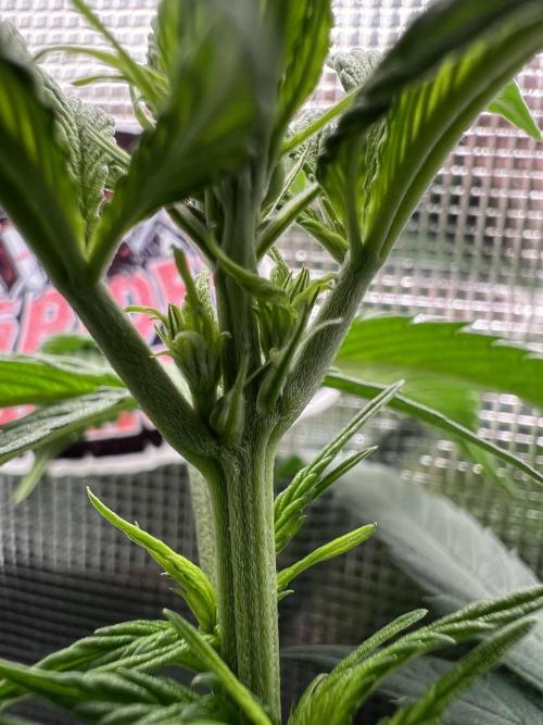 FastBuds - Tropicana Cookies FF. Week 6