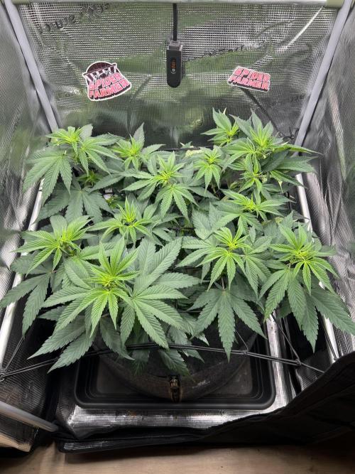 FastBuds - Tropicana Cookies FF. Week 6