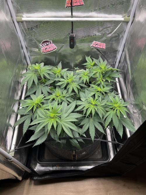 FastBuds - Tropicana Cookies FF. Week 6