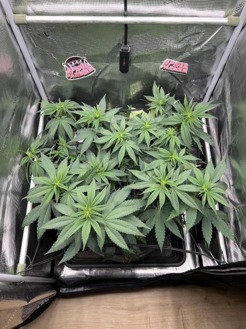 FastBuds - Tropicana Cookies FF. Week 6