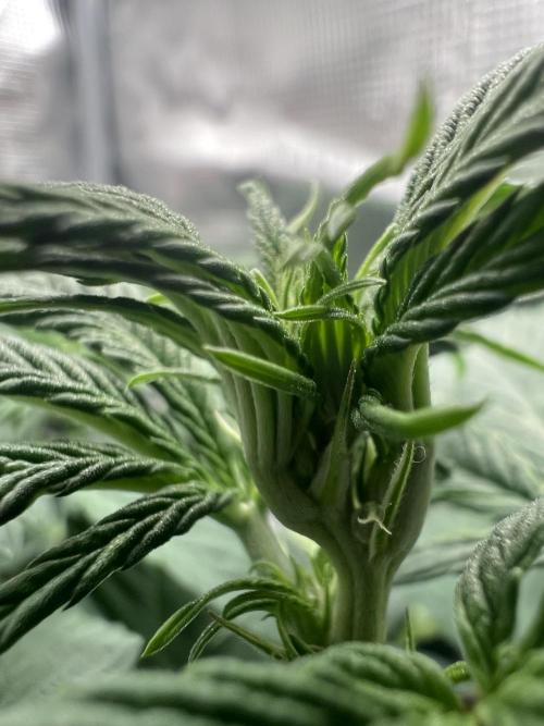 FastBuds - Tropicana Cookies FF. Week 6