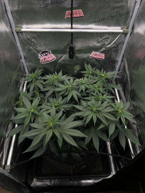 FastBuds - Tropicana Cookies FF. Week 6