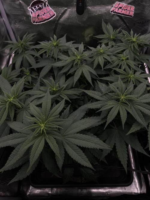 FastBuds - Tropicana Cookies FF. Week 6