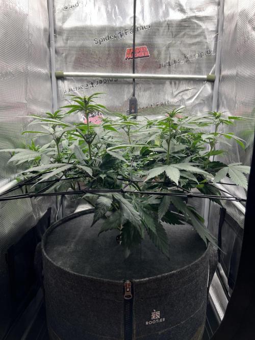 FastBuds - Tropicana Cookies FF. Week 6