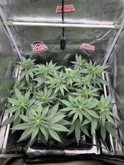FastBuds - Tropicana Cookies FF. Week 6