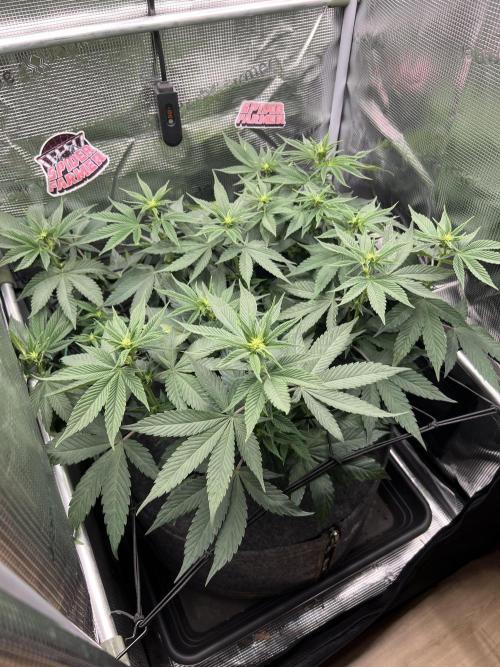 FastBuds - Tropicana Cookies FF. Week 6
