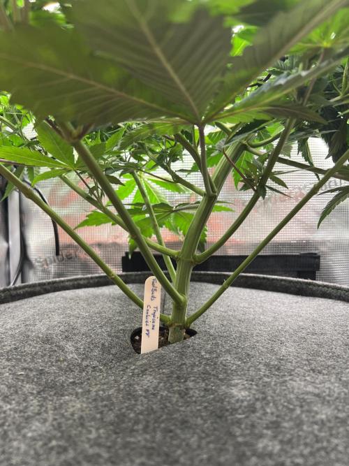 FastBuds - Tropicana Cookies FF. Week 6