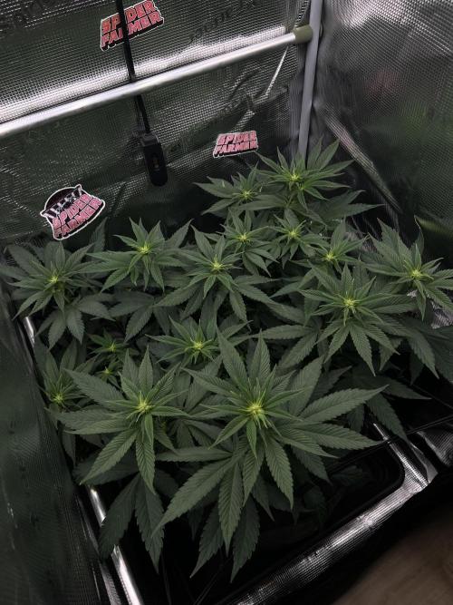 FastBuds - Tropicana Cookies FF. Week 6
