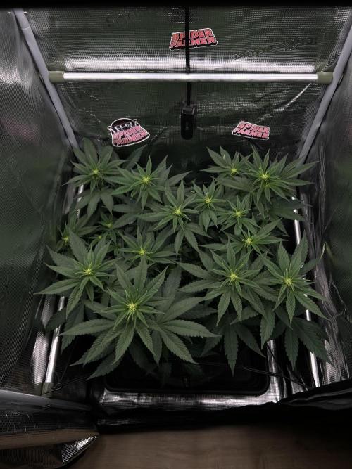 FastBuds - Tropicana Cookies FF. Week 6