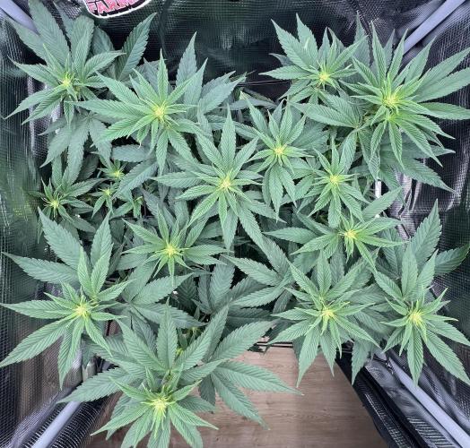FastBuds - Tropicana Cookies FF. Week 6