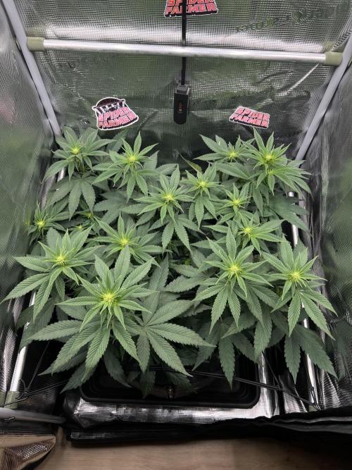 FastBuds - Tropicana Cookies FF. Week 7