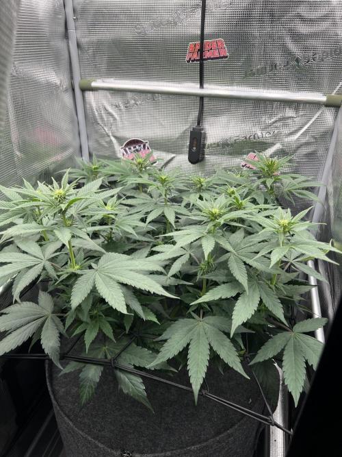 FastBuds - Tropicana Cookies FF. Week 7