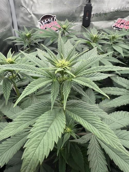 FastBuds - Tropicana Cookies FF. Week 7