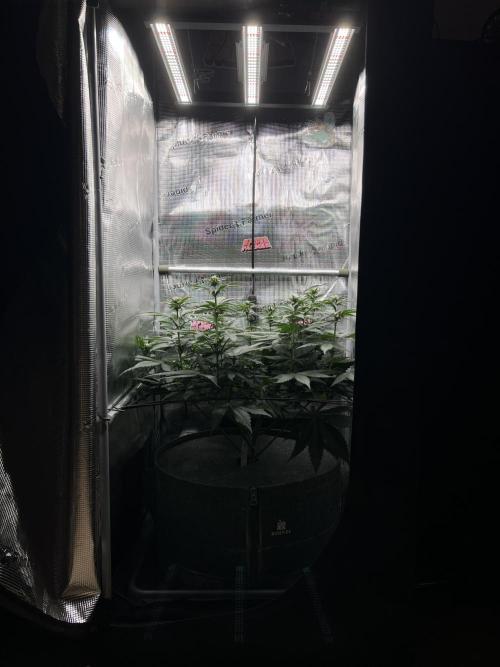 FastBuds - Tropicana Cookies FF. Week 7