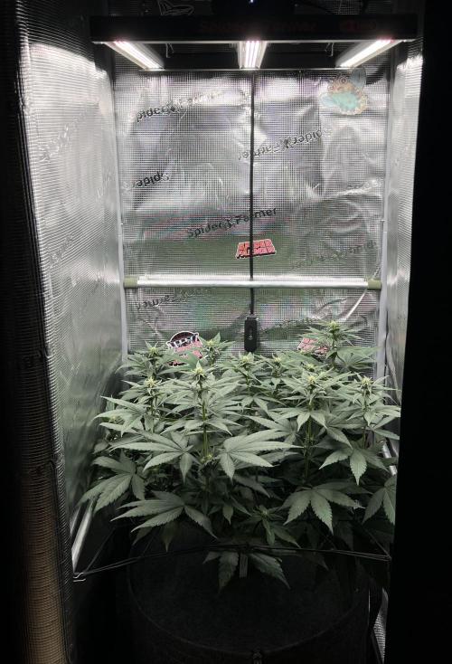 FastBuds - Tropicana Cookies FF. Week 7