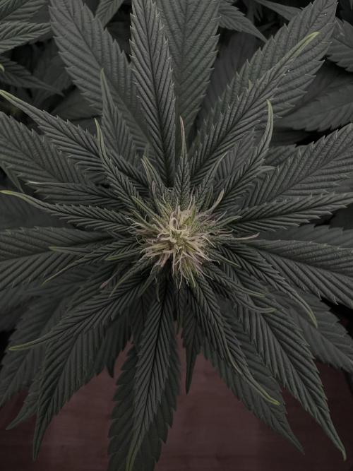 FastBuds - Tropicana Cookies FF. Week 7