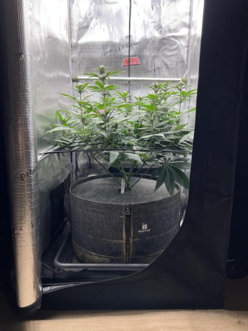 FastBuds - Tropicana Cookies FF. Week 7