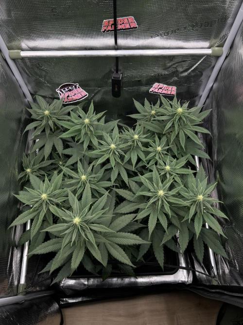 FastBuds - Tropicana Cookies FF. Week 7