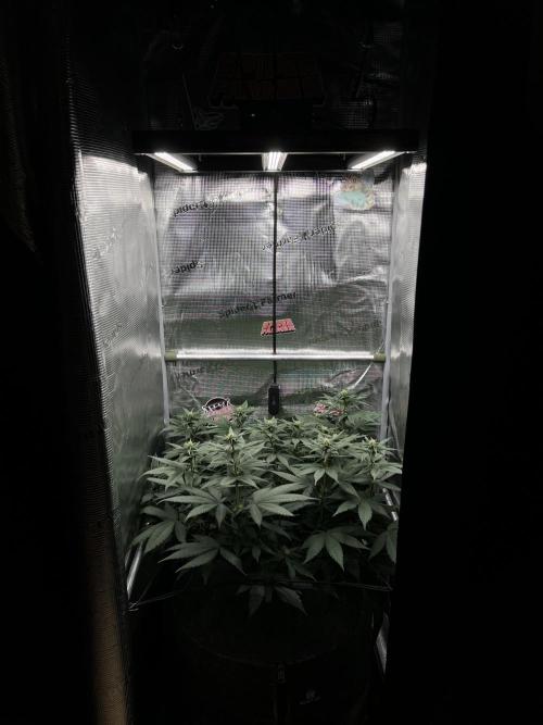 FastBuds - Tropicana Cookies FF. Week 8