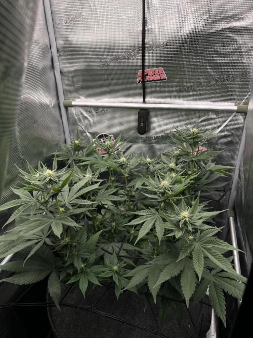 FastBuds - Tropicana Cookies FF. Week 8