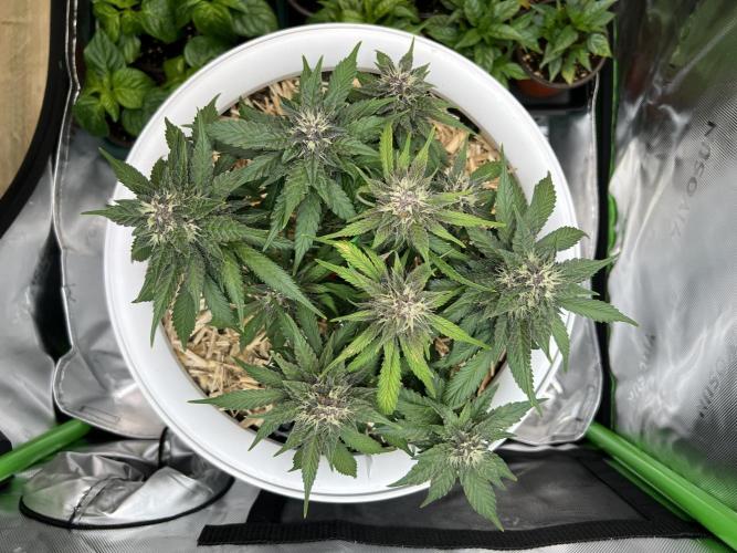 Fast Buds - Purple Haze Auto. Week 8