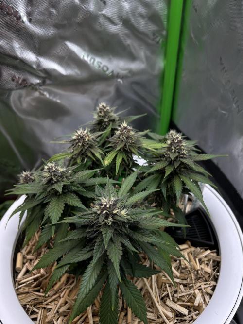 Fast Buds - Purple Haze Auto. Week 8