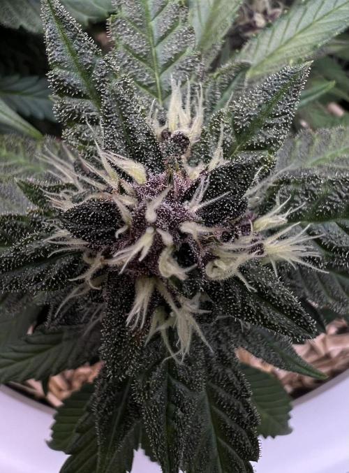 Fast Buds - Purple Haze Auto. Week 8