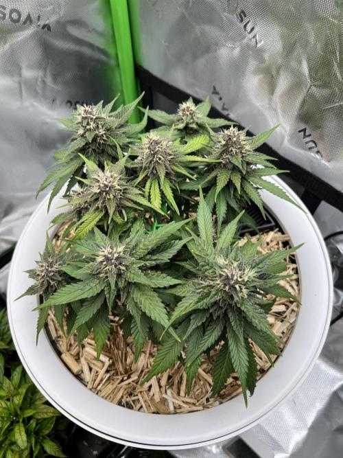 Fast Buds - Purple Haze Auto. Week 8