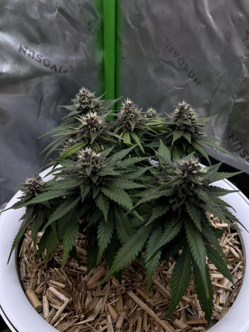 Fast Buds - Purple Haze Auto. Week 8