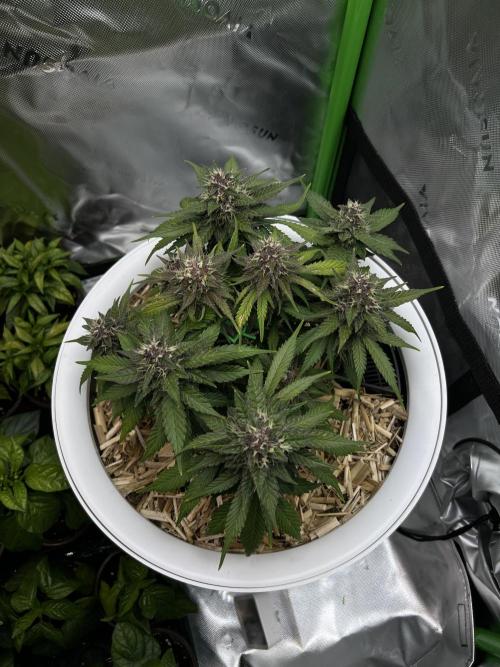 Fast Buds - Purple Haze Auto. Week 8