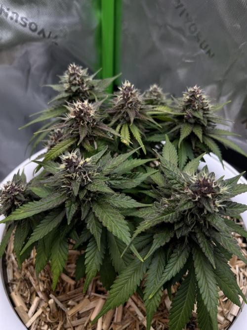 Fast Buds - Purple Haze Auto. Week 8